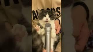 kissavideo1