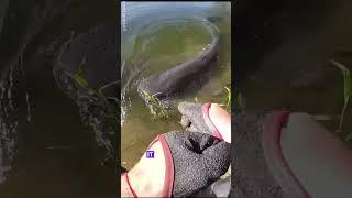 You Won’t Believe the Size of This River Monster!   #fyp  #fishinggoals  #catchoftheday