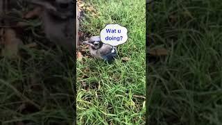 Baby Blue Jay