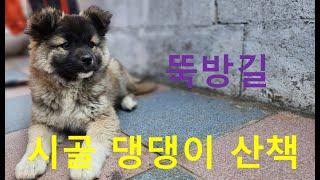 시골 댕댕이(강아지, 탄누룽지) 뚝방길 산책, 시골풍경 감상, 김동수박사
