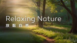 放鬆音樂Relaxing Music｜走進忘憂森林小徑，隨著舒緩的音樂與微風中的光影，心中漸漸歸於平靜