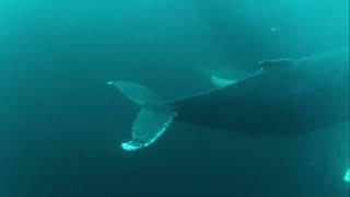 Whawatching and snorkeling in Skjervoy with Lofoten Opplevelser