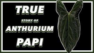 The DRAMA Filled Past of Anthurium papillilaminum | Pretty in Green Documentary