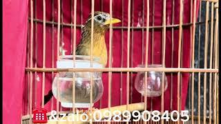 -15/9;siêu phẩm hoạ mi mộc chiến ít gặp cho các bác chơi chọi ️&zalo;0989908405