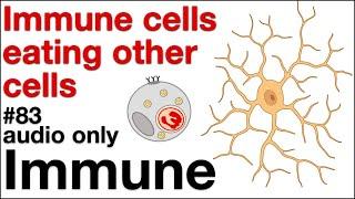 Immune 83: Immune cells eating other cells