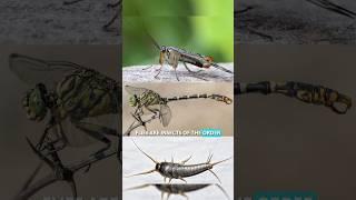 Flies amazing insect #shorts #youtubeshorts #fliesrepellent