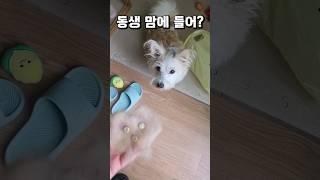 닮은 강아지를 선물했을때 반응 ㅋㅋ