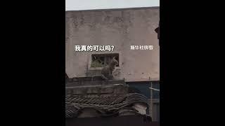 猫妈妈带着小猫上“技能课”，看似不在意，跳上去那一刻下意识去迎，“母爱如此怕它磕碰、又怕它学不会。”