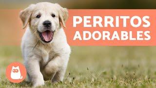 CACHORROS TIERNOS Y BONITOS  ¡Vídeos de Perros Cachorros!