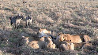 Hyenas can only wait and watch as a lion pride feeds