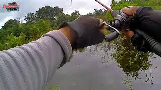 AIR BANJIR MULAI SURUT IKAN GABUS BESAR MULAI KELUAR