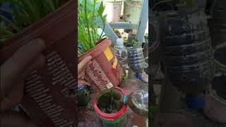 pupuk hidroponik organik #shorst #gardening