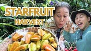 Mama Judy & Son Harvesting Startruit & HOW TO grow them yourself ⭐️