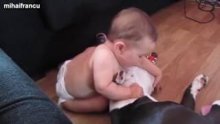 Funny And Cute Pitbull Dogs Love Babies Compilation 2015 [NEW]  mihaifrancu 1,301,986 views