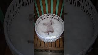 Meowflix presents!