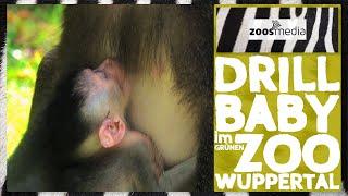 Zoo Wuppertal: Drill-BABY  | zoos.media