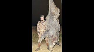 Night Vision Hog Hunting : Huge Boar Down at Close Range 35 yards! Texas Hunting