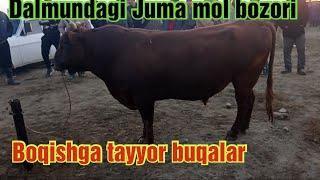 Jondor Dalmundagi Juma mol bozori boqishga tayyor buqalar narxlari 12/11/2021