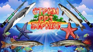 Стрим Русская Рыбалка 3. Финвал со Звездами и Турнир на Щуку. #рр3 #русскаярыбалка4