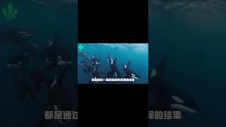 阿根廷巨鷹，把獅子當零食，至今沒有天敵#史前Zoo