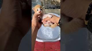 kittens first bath so cute #cat #catlover #kucinglucu #kitten #cutecat