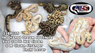 Orange Dream Spotnose Fire 100% Het Clown x Clown Stranger Enchi Lesser 23BPc15 AME