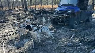 English setter, Island Attraction!