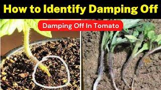 How to Identify Damping Off  In Tomato (Full Management) | Damping Off |  Krishi Network