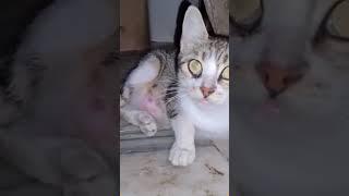Mom is here. You'll never be a stray cat.#cat #catsoftiktok #catlover #funny #funnyvideos  #MOM