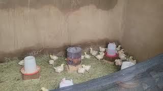 Farming Broiler Chickens Week Two Insights and Progress