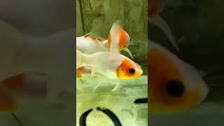 Goldfish  | #goldfish #fishtank #aquarium2022