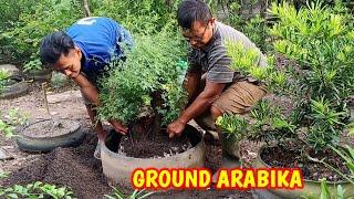 Proses Ground Bonsai Arabika/Klampis Ireng