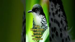 The Oahu Alauahio's Fight for Survival #animals #bird #short #youtubeshort