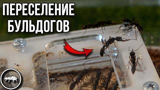 ПЕРЕСЕЛЕНИЕ HARPEGNATHOS VENATOR // ОБУСТРОЙСТВО ФОРМИКАРИЯ // AntKeeper