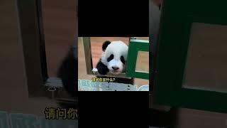 妹猪跟饲养员交流就差开口说话了 #熊猫生活 #大熊猫  #panda #搞笑