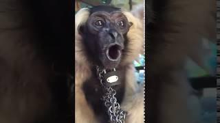 whooping gibbon meme