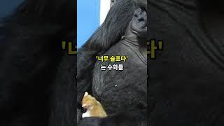 고릴라가 말하는 사후세계 #shorts