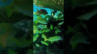 So many fish  #fish #nature #underwater #diving #beautiful #travelvlog