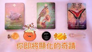 運勢塔羅占卜「你即將顯化的奇蹟?」️(有字卡)(三選項)(無時間限制)  Tarot Reading Pick a Card (已開放會員制度，歡迎加入會員~)