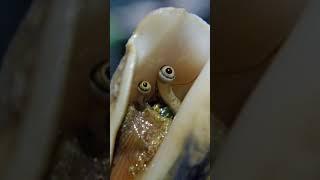 How Conch Eyes Look  #shorts