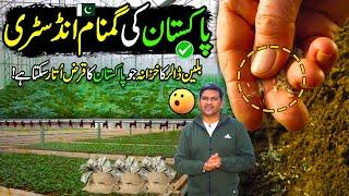 Powerful Billion Dollar Industry | Fruits & Vegetables Seeds Production | Kissan Ka Pakistan