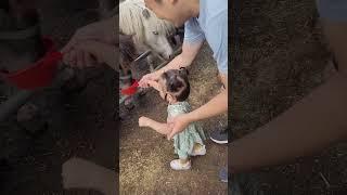 제주도  말 먹이주기 - 너무나 신난 사랑이네 가족️