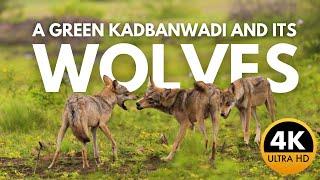 Incredible Wolf Sightings in Kadbanwadi