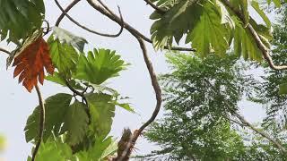 Iguana iguana - Green Iguana nearly falls down