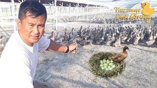 Semi Free range "DUCK FARMING" unique methods