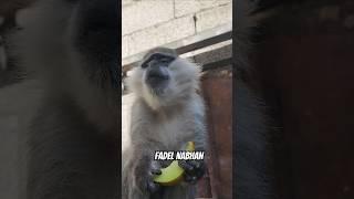 قرد ياكل شمام 