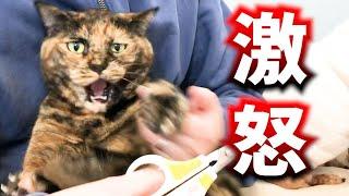 爪切りに激怒する顔が可愛い怒り顔のサビ猫