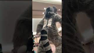 zapperr- Anthrocon 2019 dance comp tryouts ~~