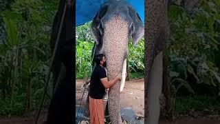 #cherpulassery _ananthapadmanabhan #elephant #kerala #shorts