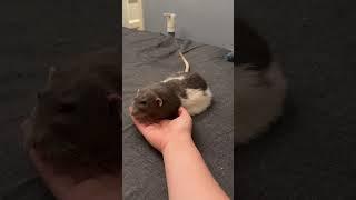 Hey, Hey, Do U want to have a rest on my hand? #pets #rat #animals #cute #cuteanimals #mouse